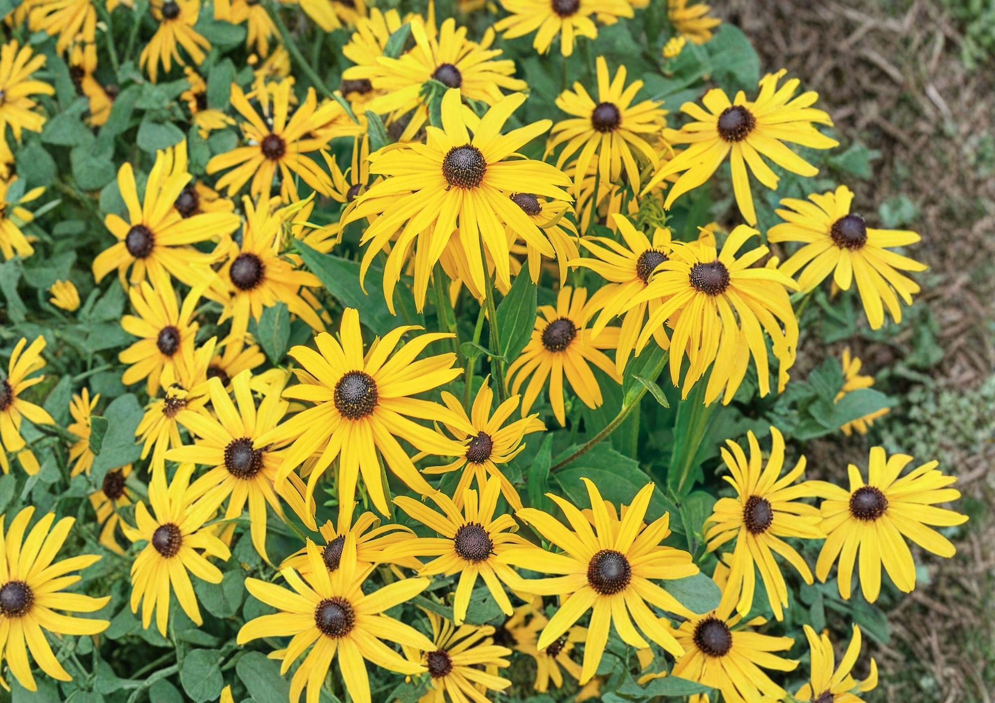 Black Eyed Susan Seeds, Rudbeckia hirta Wildflower Seeds, 500+ Perennial Garden Seeds for Pollinator Attracting Yellow Daisy Flowers