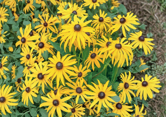 Black Eyed Susan Seeds, Rudbeckia hirta Wildflower Seeds, 500+ Perennial Garden Seeds for Pollinator Attracting Yellow Daisy Flowers