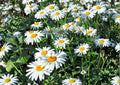 Shasta Daisy Seeds Heirloom Perennial Flower for Garden, White Blooms, Pollinator Friendly, Bellis perennis