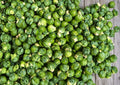 Catskill Brussels Sprouts Seeds, Organic Heirloom Non-GMO, Compact Vegetable Seeds for Garden Planting