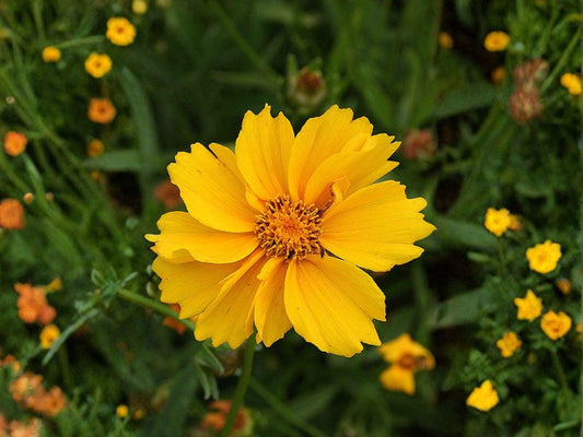 Sand Dropseed Seeds (Sporobolus cryptandrus) – Native Prairie Grass for Erosion Control & Xeriscaping, Drought Tolerant, Low-Maintenance