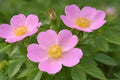 Five Spot Flower Seeds (Nemophila maculata) – Wildflower, Blue-Purple Spot Pattern, Easy to Grow, Borders & Containers, 50 Seeds