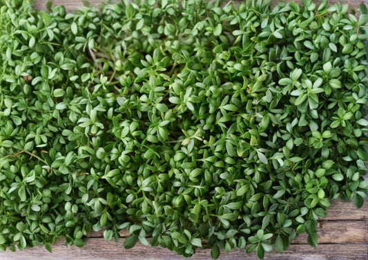 Pepper Cress Seeds Lepidium sativum Heirloom Non-GMO Microgreens Salad Herb Pack