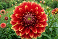 Giant Dinnerplate Dahlia Bulb Clump - Bohemian Spartacus - Large Flowering Tubers - Dahlia variabilis for Garden Landscaping