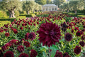 Dinnerplate Dahlia Bulb Tuber Clump Mingus Alex Large Flowering Spring Planting