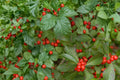 Winterberry Holly Seeds – Ilex verticillata, Deciduous Shrub with Bright Red Berries, Garden, Hedge, Woodland Edge Plant
