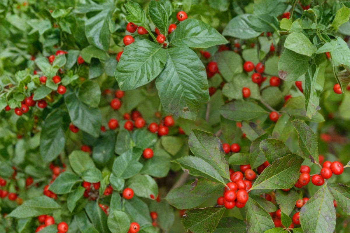 Winterberry Holly Seeds – Ilex verticillata, Deciduous Shrub with Bright Red Berries, Garden, Hedge, Woodland Edge Plant