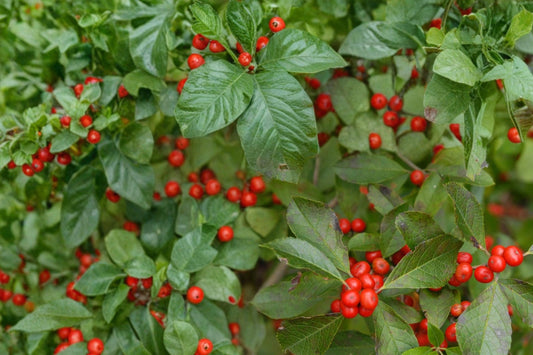 Winterberry Holly Seeds – Ilex verticillata, Deciduous Shrub with Bright Red Berries, Garden, Hedge, Woodland Edge Plant
