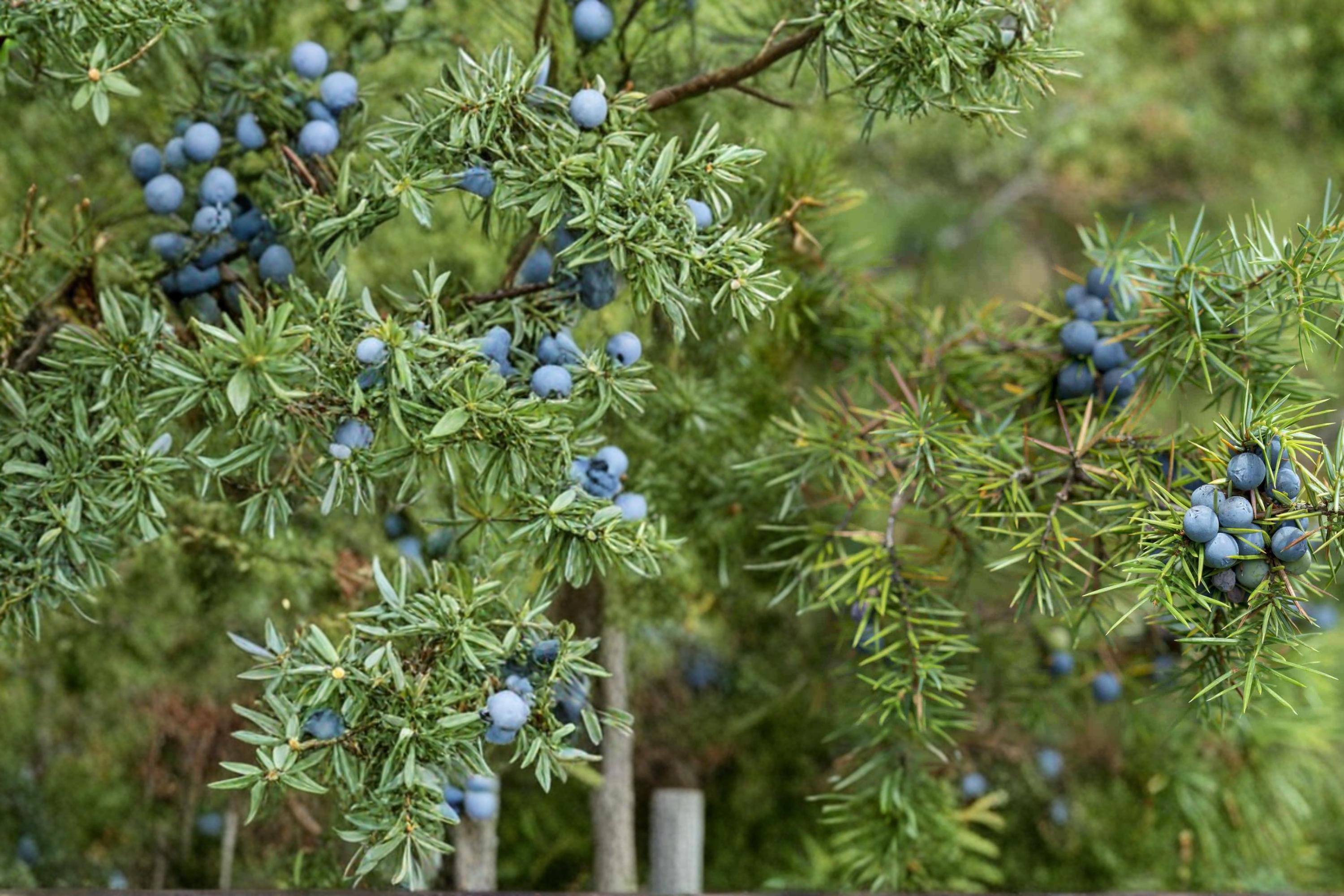 Common Juniper Seeds, Evergreen Conifer, Needle Foliage, Juniperus communis, Ground Cover, Hedges, Drought Tolerant