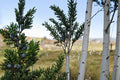 Eastern Red Cedar Seeds – Juniperus virginiana – Evergreen Conifer with Blue Berry-like Cones, Drought Tolerant, Landscape Tree, 25 Seeds