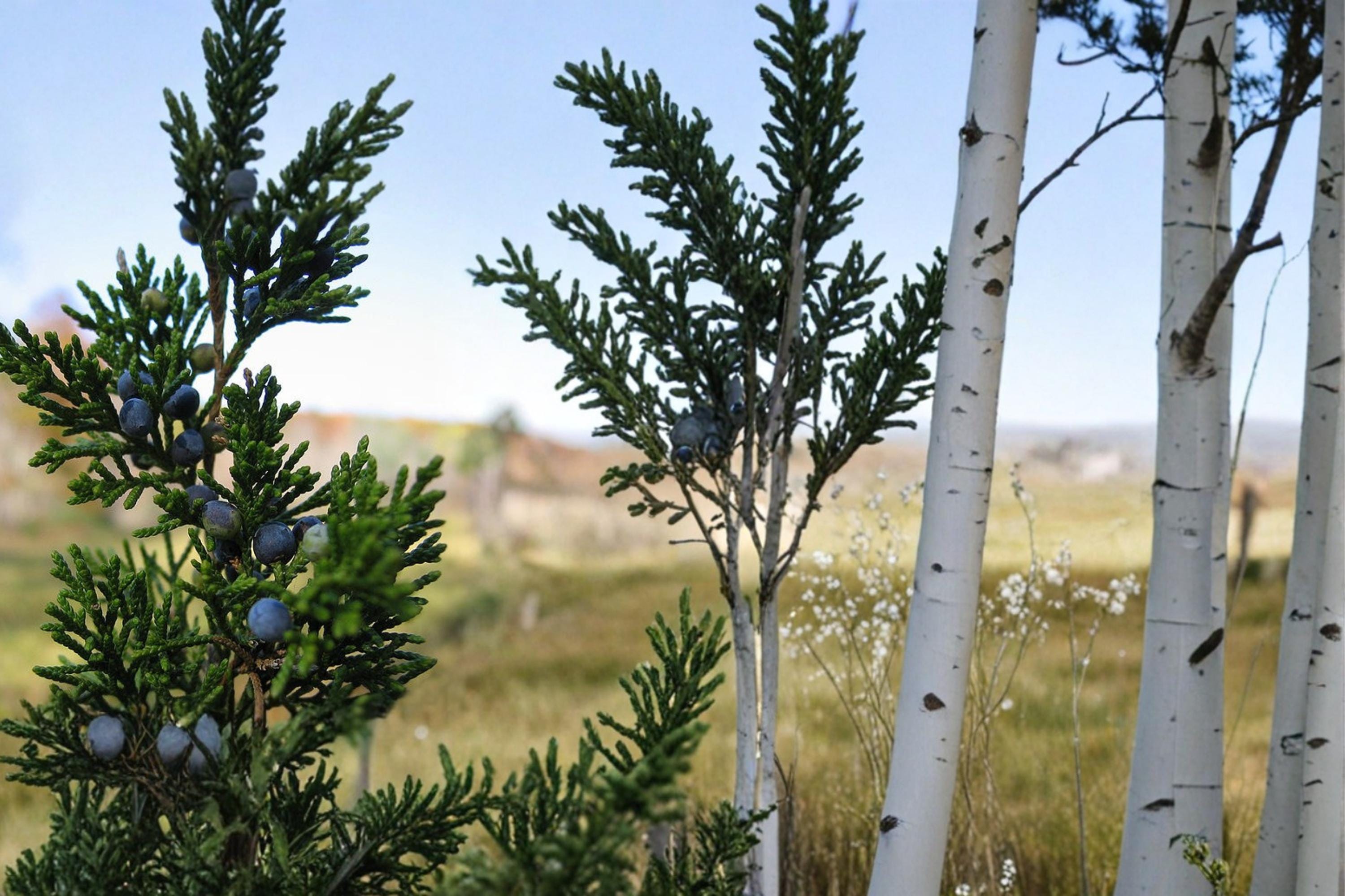 Eastern Red Cedar Seeds – Juniperus virginiana – Evergreen Conifer with Blue Berry-like Cones, Drought Tolerant, Landscape Tree, 25 Seeds