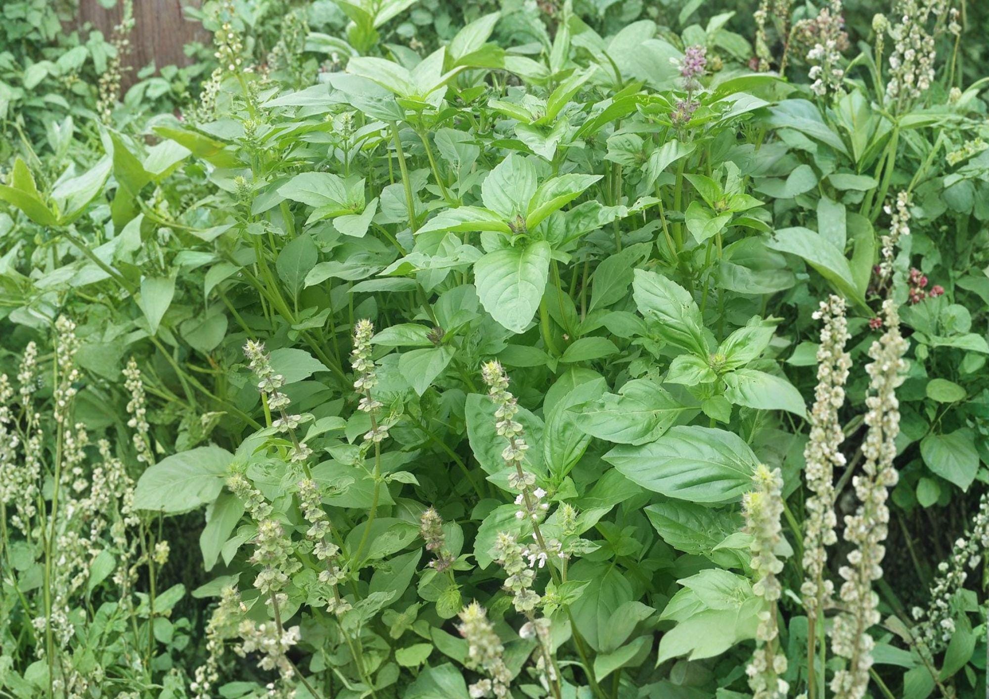 Lemon Basil Seeds, Heirloom Non-GMO, Aromatic Citrus Herb, Ocimum basilicum, Garden Planting Seeds