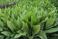 Asparagus Lettuce Seeds 200 Pack – Lactuca sativa var. angustana Herbaceous Annual for Vegetable Gardens