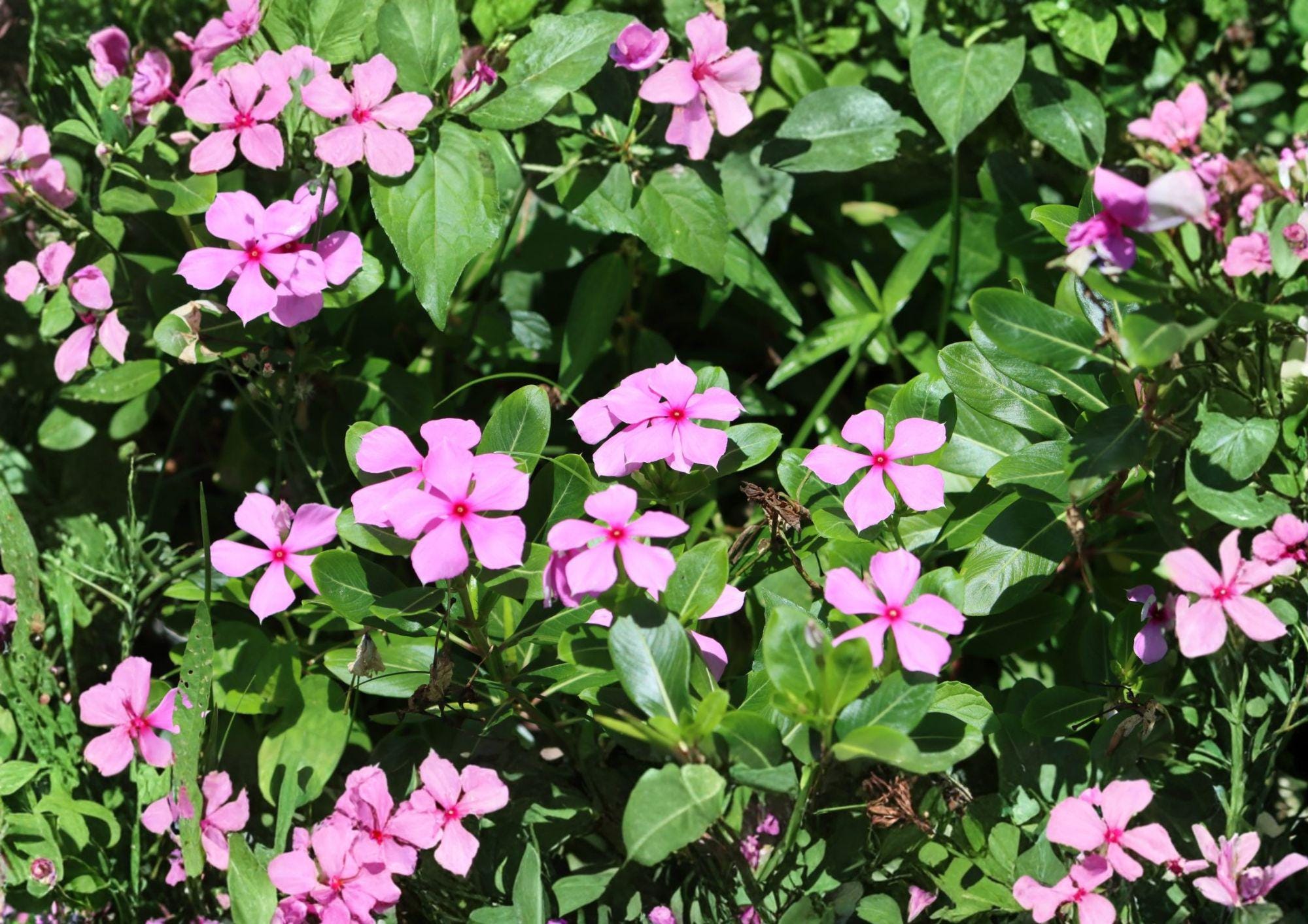 Madagascar Periwinkle Seeds, Catharanthus Roseus, Heirloom Non-GMO, Vibrant Pink, White & Red Flowers, Heat Tolerant, Garden Annual