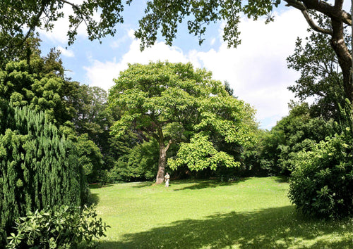 100 Paulownia Tomentosa Seeds | Empress Princess Tree Ornamental Fast-Growing Tree with Purple Blooms & Large Foliage
