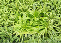 200 Celtuce Seeds - Asparagus Lettuce Taiwan Sword Leaf Heirloom Non-GMO Lactuca Sativa Stem Lettuce for Garden Planting
