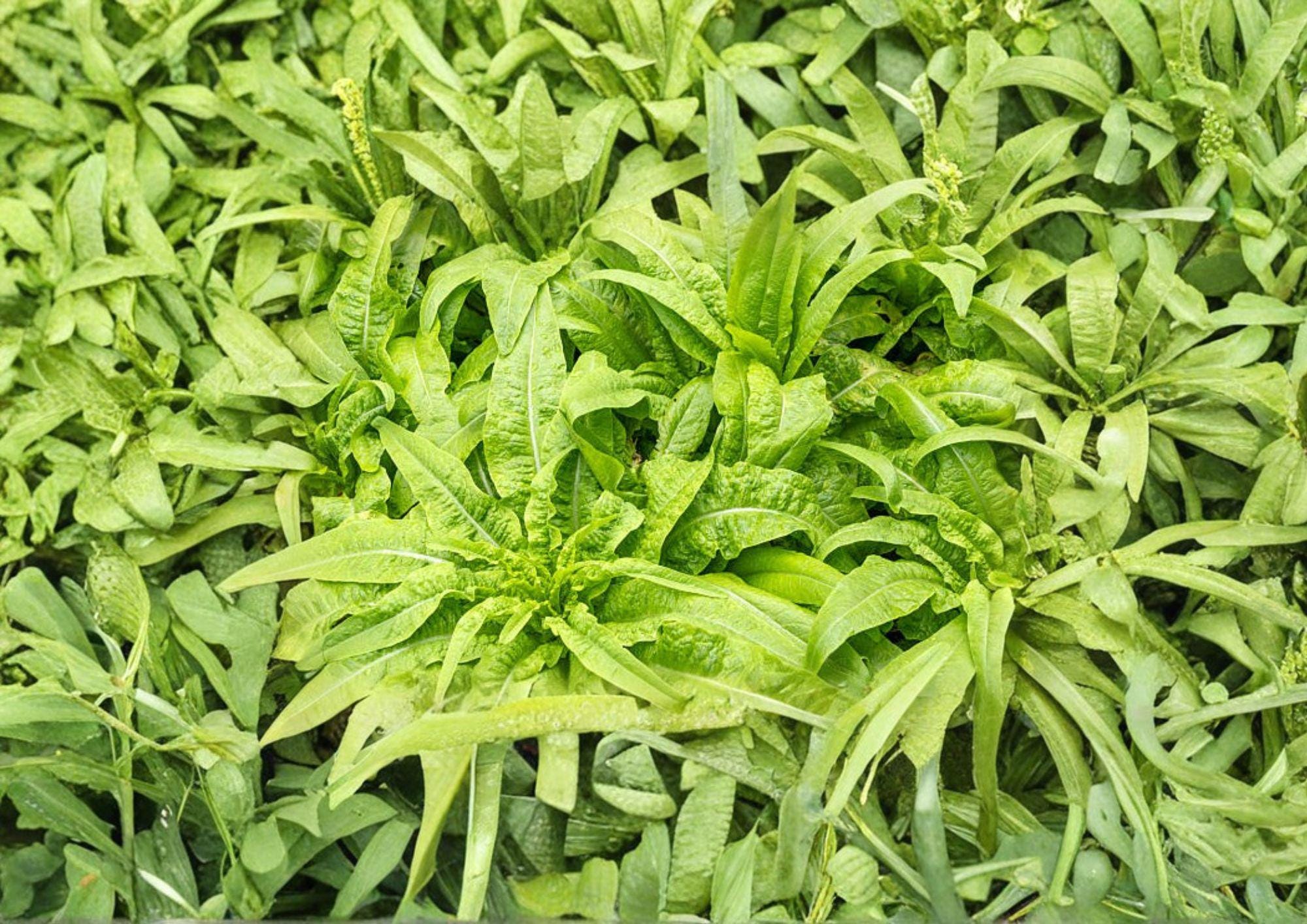 200 Celtuce Seeds - Asparagus Lettuce Taiwan Sword Leaf Heirloom Non-GMO Lactuca Sativa Stem Lettuce for Garden Planting