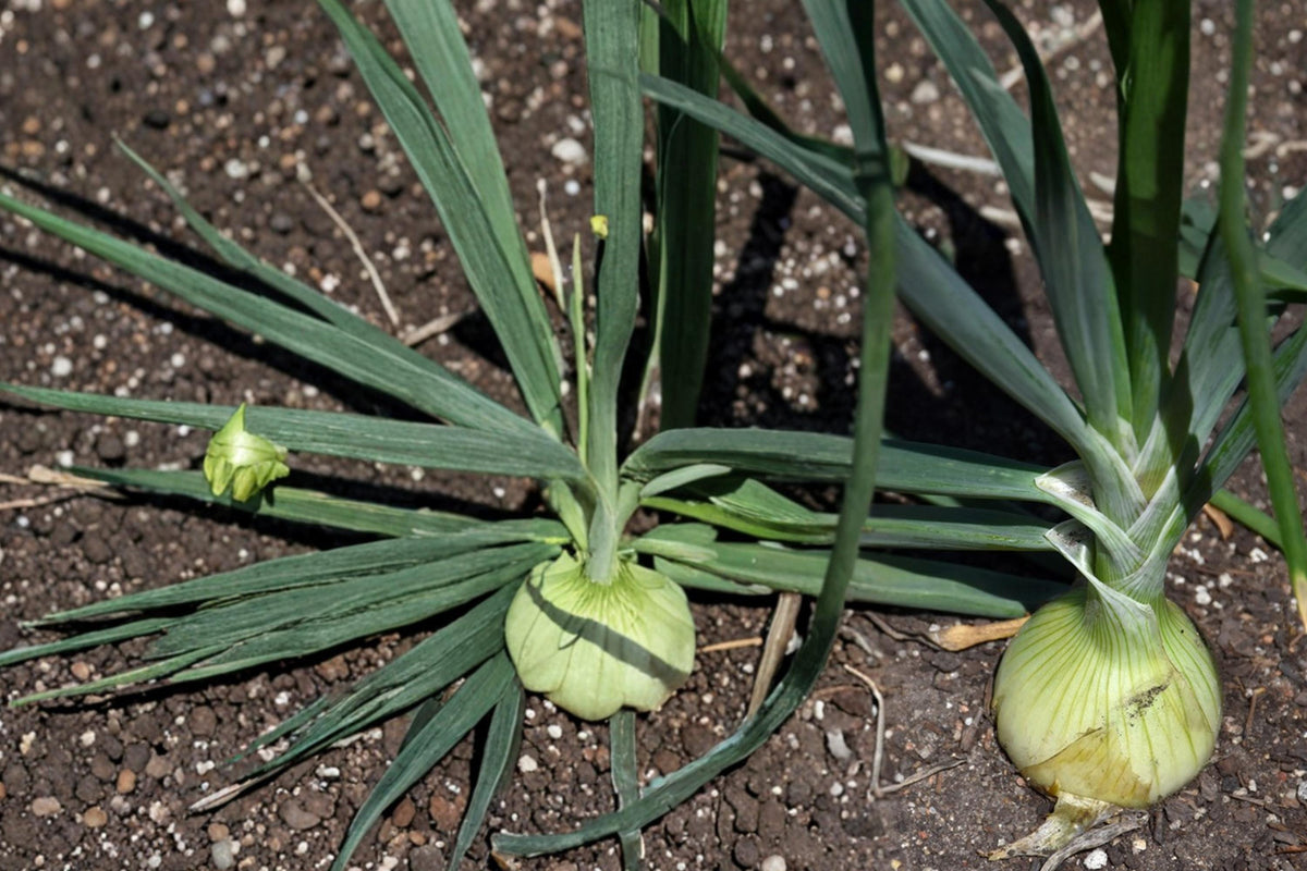 Walla Walla Onion Seeds – Allium cepa Herbaceous Vegetable for Garden Beds, Large Bulb, Full Sun, Well-Drained Soil