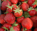 Seascape Strawberry Bare Root Plants – Day-Neutral, Sweet Fruit, Edible Perennial, Fragaria