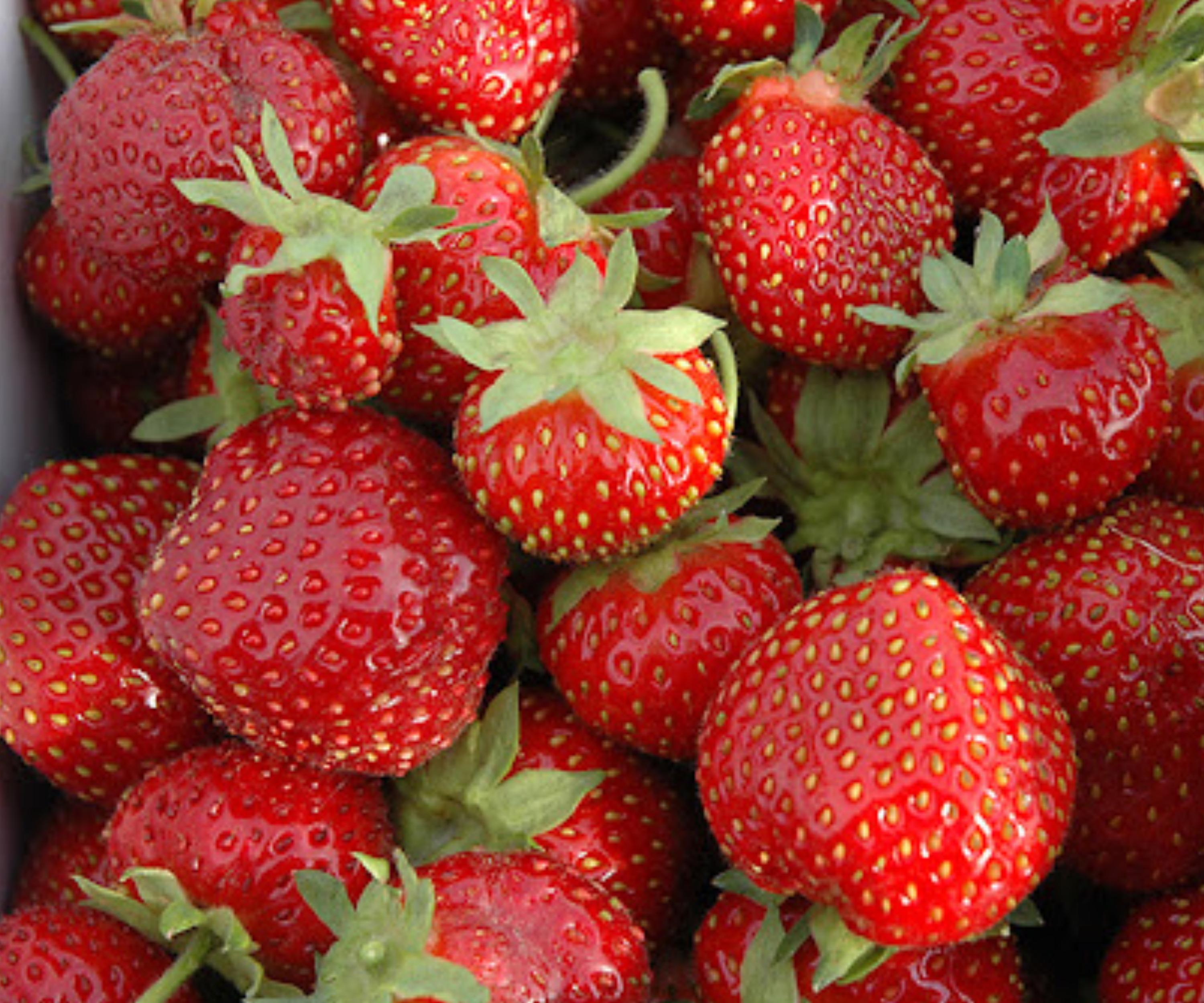 Seascape Strawberry Bare Root Plants – Day-Neutral, Sweet Fruit, Edible Perennial, Fragaria