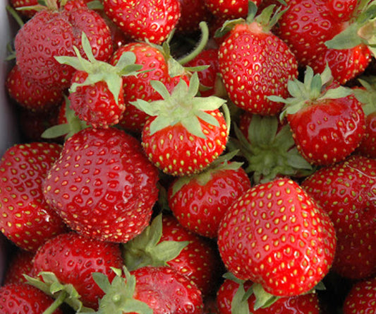 Seascape Strawberry Bare Root Plants – Day-Neutral, Sweet Fruit, Edible Perennial, Fragaria