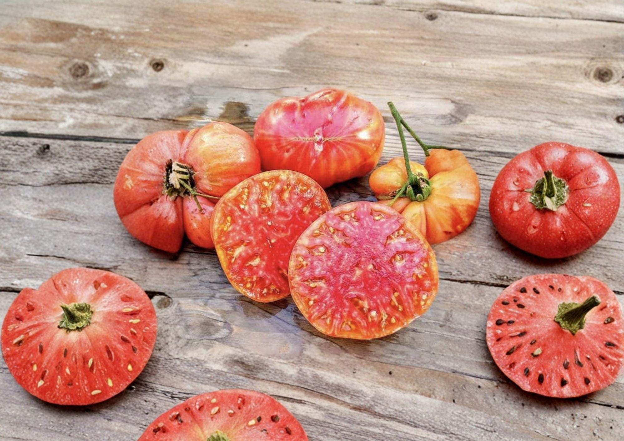 Hillbilly Tomato Seeds, Heirloom Non-GMO, Large Bicolor Fruits, Solanum Lycopersicum, Sweet Mild Flavor, Organic Garden Planting Seeds