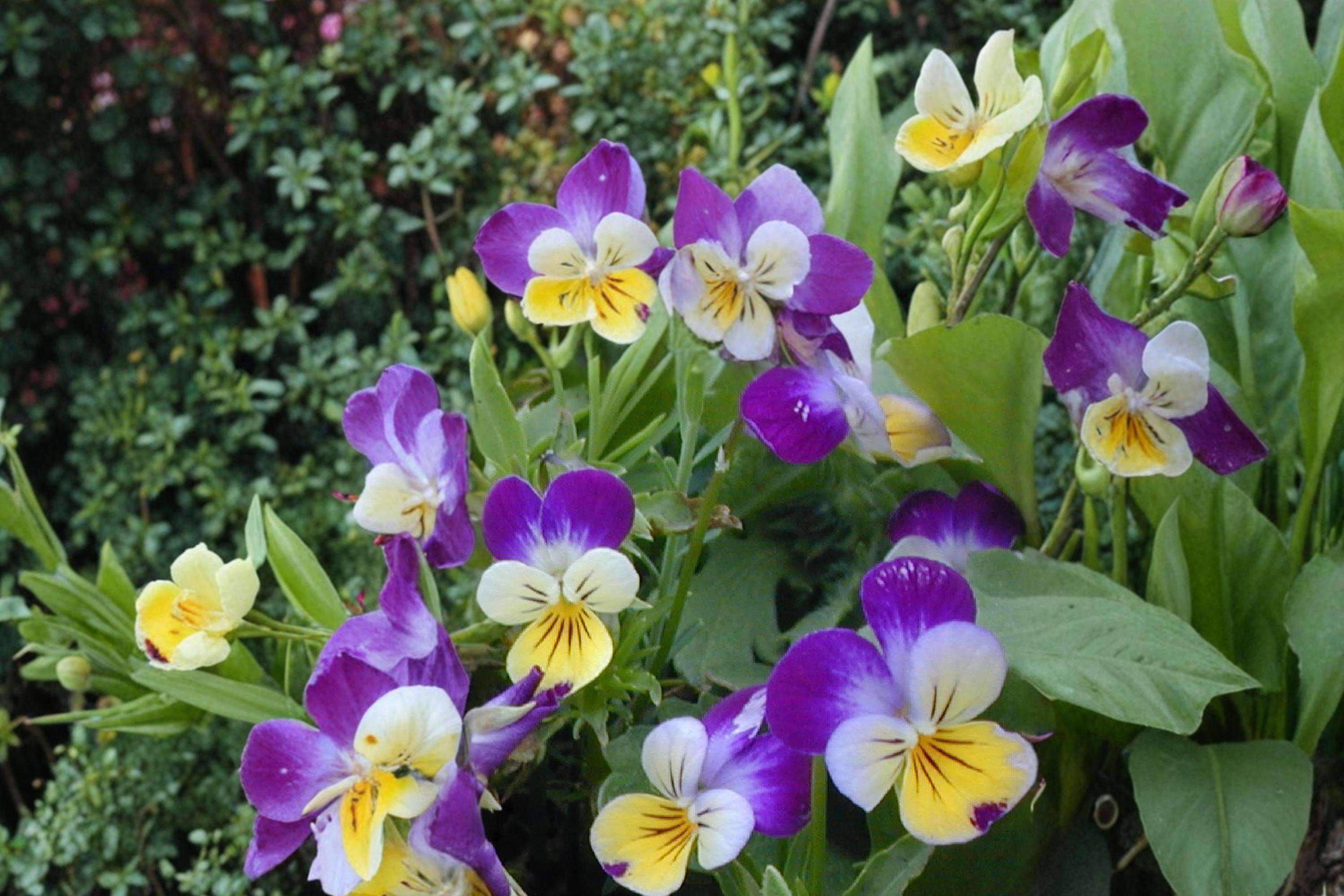 Johnny Jumpup Viola cornuta Seeds – Multi-colored Flowers, Herbaceous Perennial, Border & Container Plant, 100 Seeds