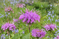 Lemon Mint Seeds, Monarda citriodora, Herbaceous Annual with Lavender to Purple Flowers, Aromatic Foliage, Garden Bed & Border Plant