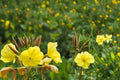 Evening Primrose Seeds – Oenothera biennis – Bright Yellow Wildflower for Meadows & Naturalized Gardens
