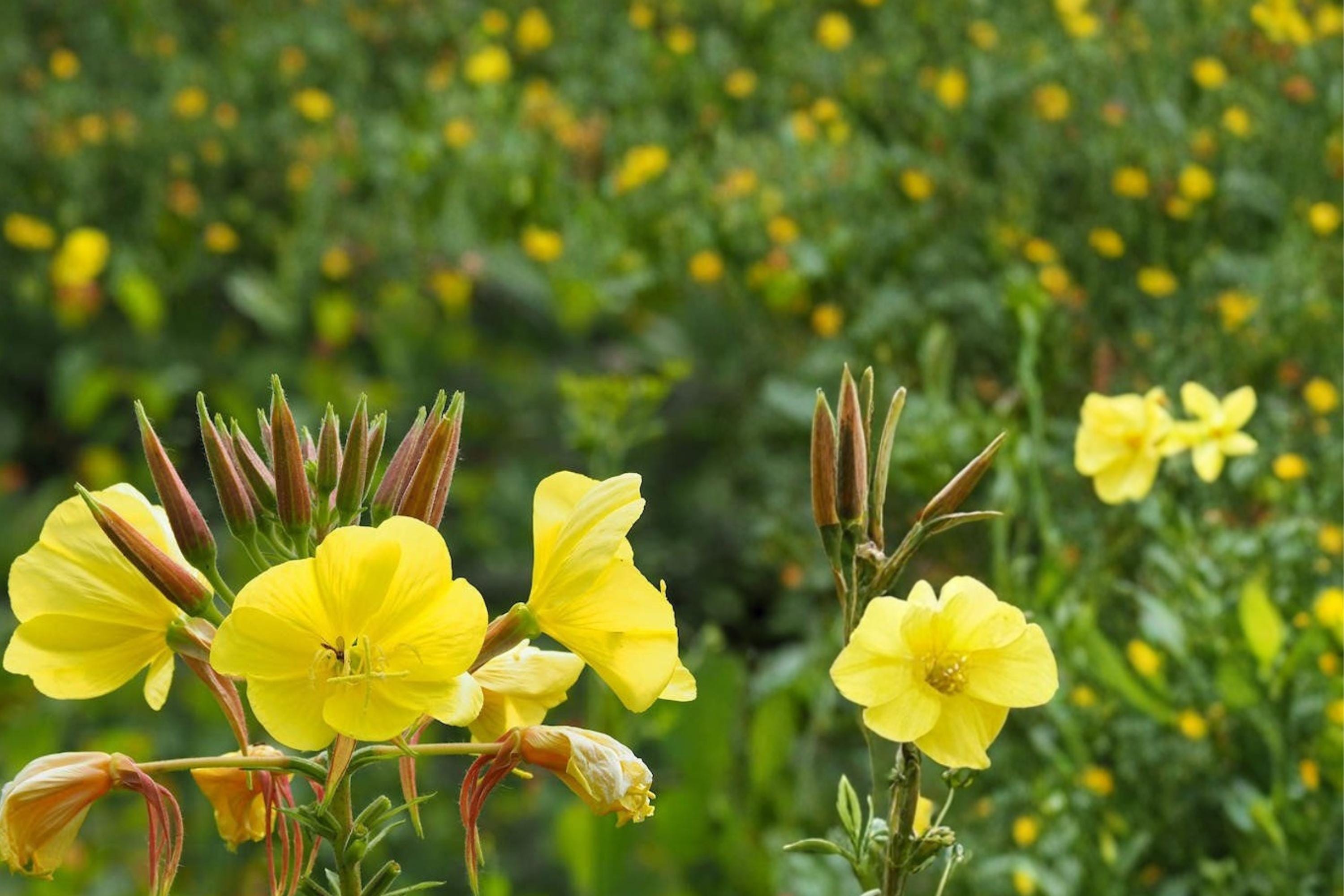 Evening Primrose Seeds – Oenothera biennis – Bright Yellow Wildflower for Meadows & Naturalized Gardens