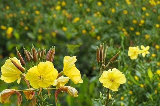 Evening Primrose Seeds – Oenothera biennis – Bright Yellow Wildflower for Meadows & Naturalized Gardens