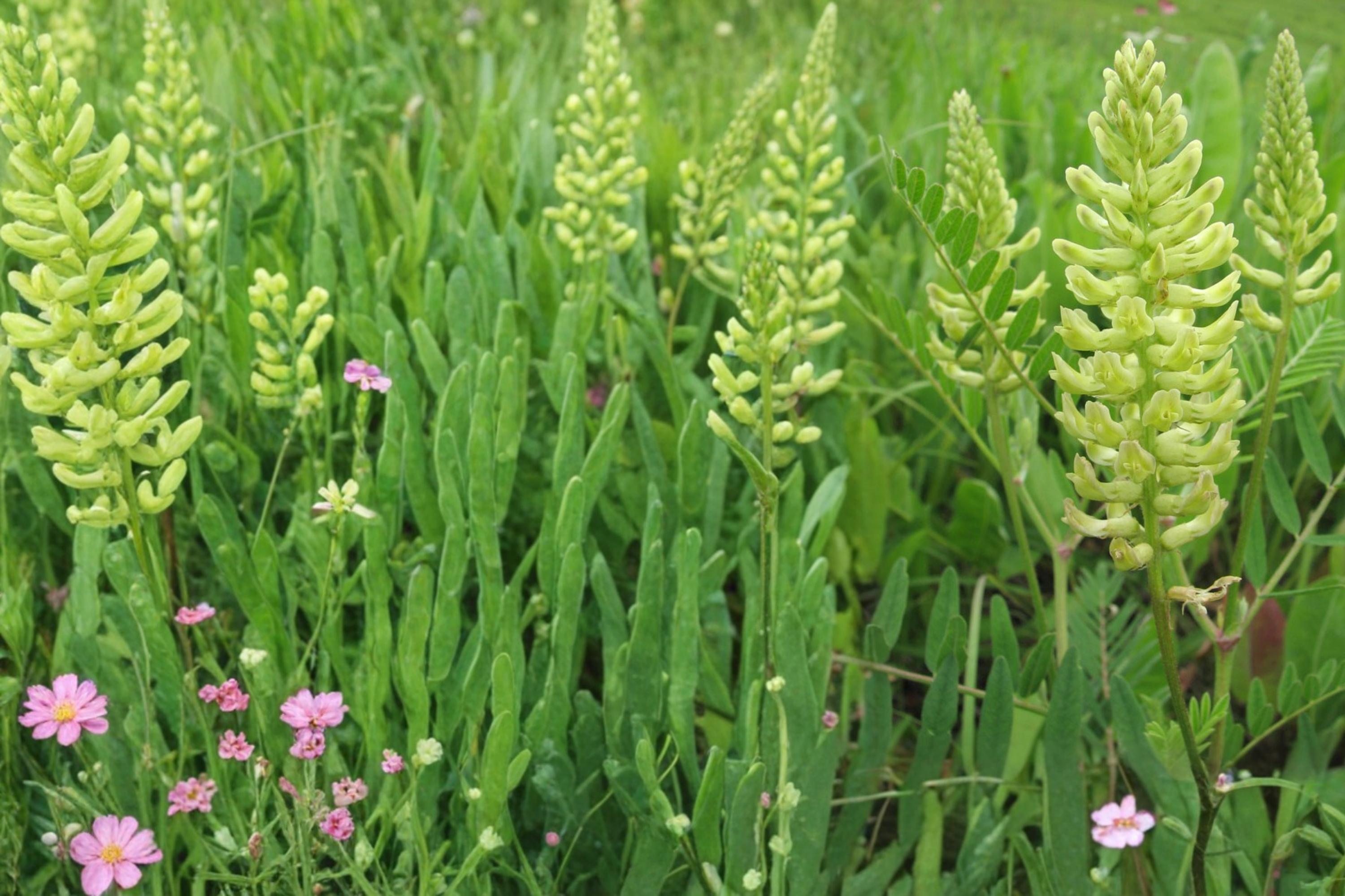 Canadian Milk Vetch Seeds – Astragalus canadensis Herbaceous Perennial for Prairie, Meadow, Wildflower Garden