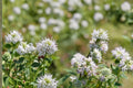 Hairy Mountain Mint Seeds 100 Pack – Pycnanthemum pilosum Native Perennial Herb with White Flowers