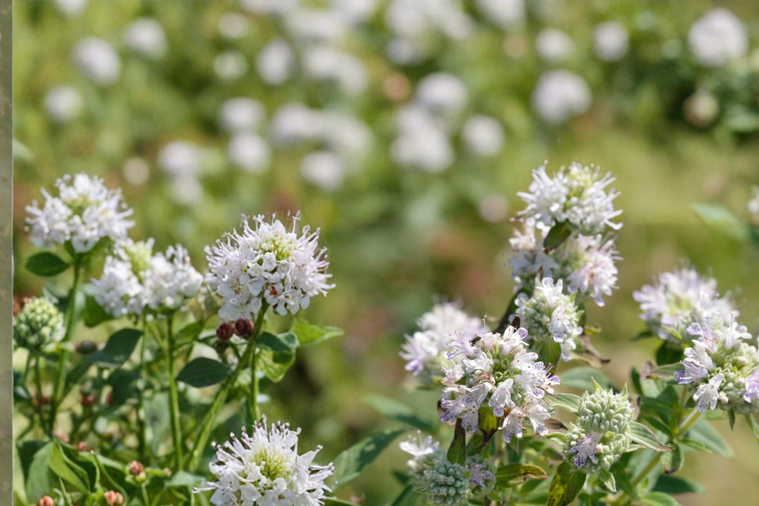 Hairy Mountain Mint Seeds 100 Pack – Pycnanthemum pilosum Native Perennial Herb with White Flowers