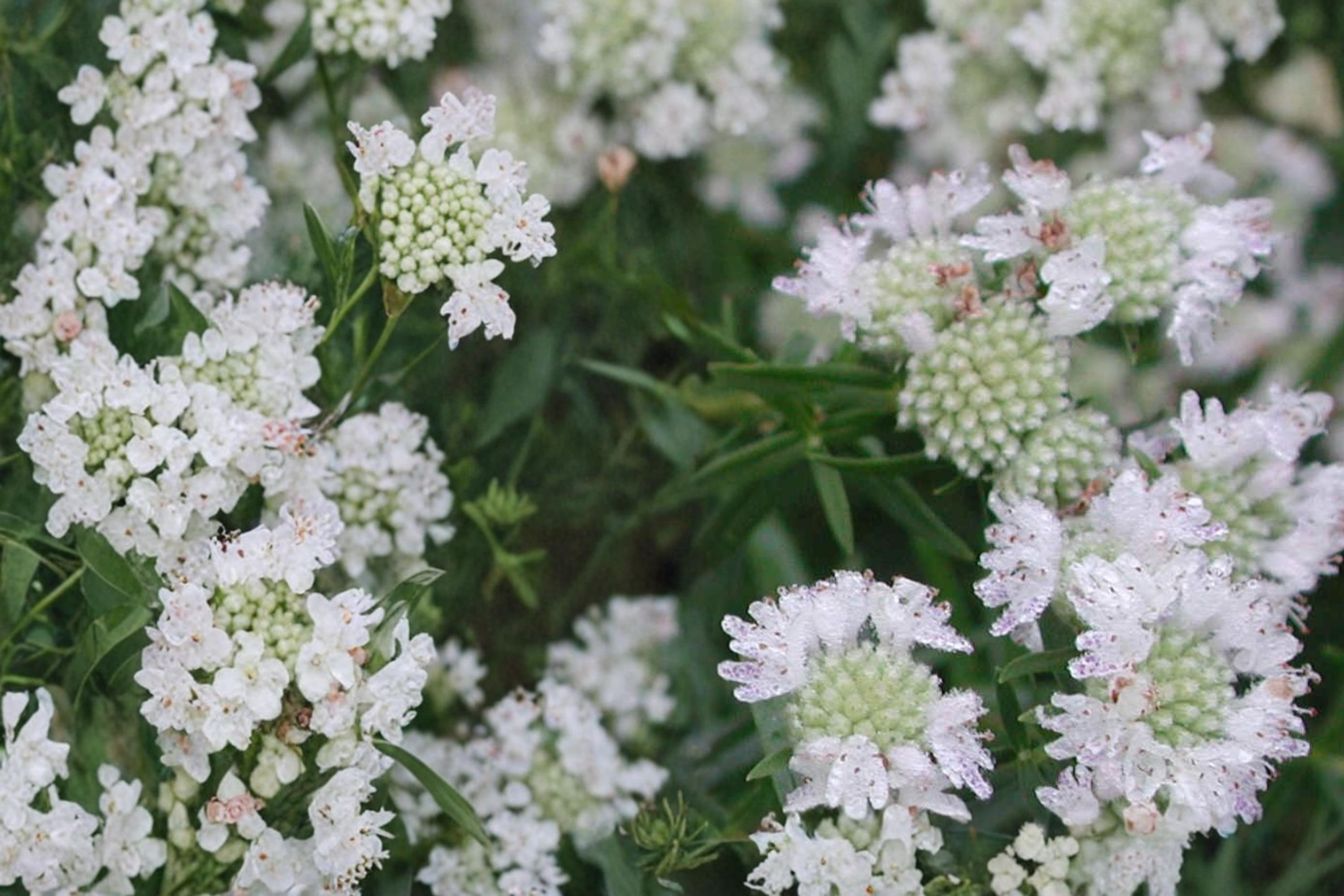 Mountain Mint Seeds – Pycnanthemum virginianum Herbaceous Perennial with White Flowers, Aromatic Foliage, Native Pollinator Plant