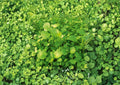 Watercress Seeds – Organic Heirloom Non-GMO Herb for Salad Greens, Aquatic Plant, Peppery Flavor, Garden & Container Growing