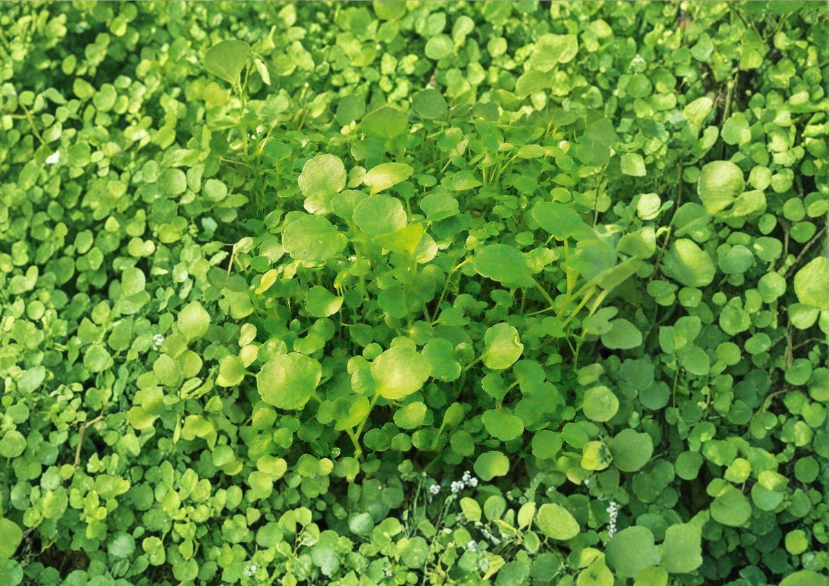 Watercress Seeds – Organic Heirloom Non-GMO Herb for Salad Greens, Aquatic Plant, Peppery Flavor, Garden & Container Growing