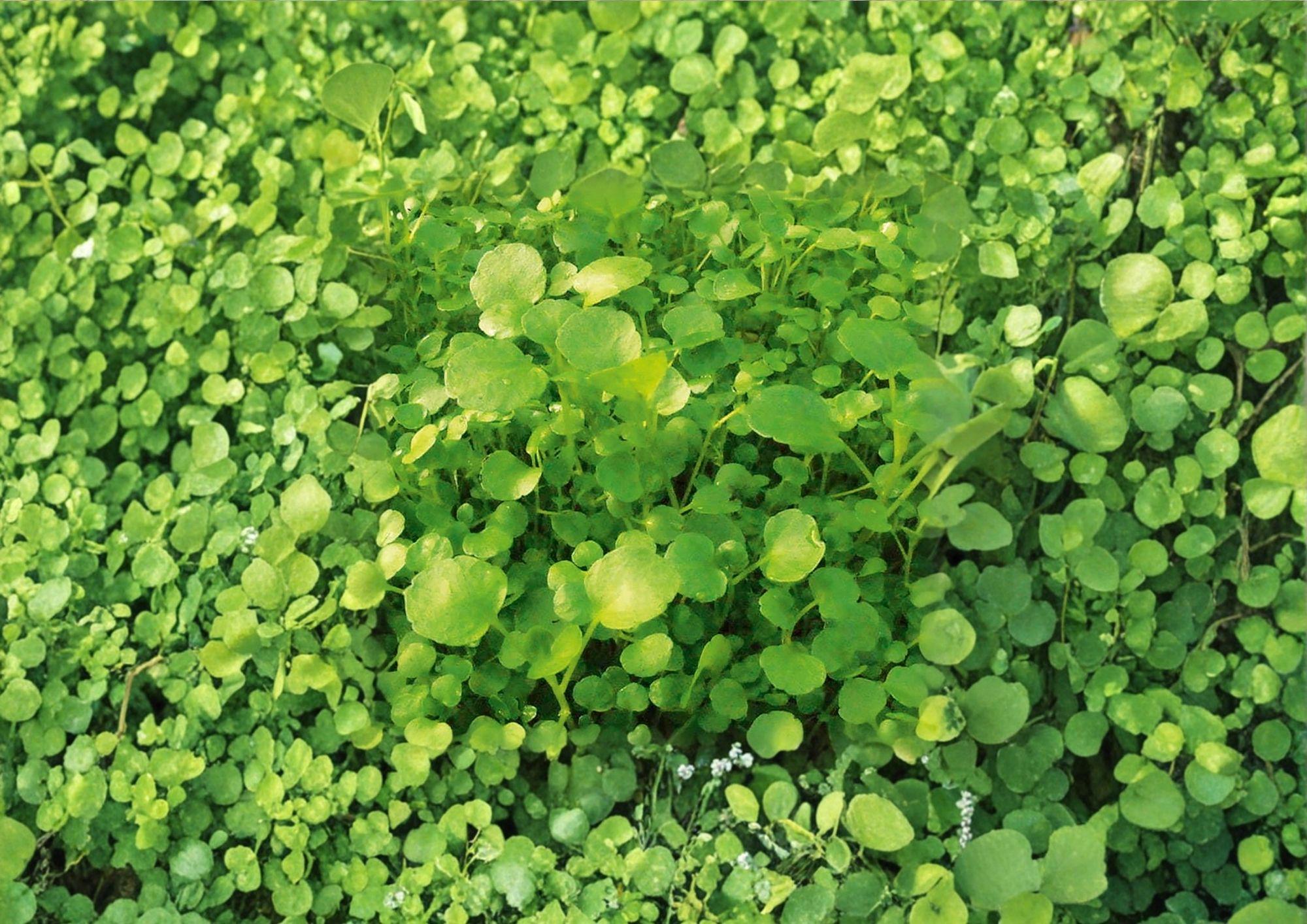 Watercress Seeds – Organic Heirloom Non-GMO Herb for Salad Greens, Aquatic Plant, Peppery Flavor, Garden & Container Growing