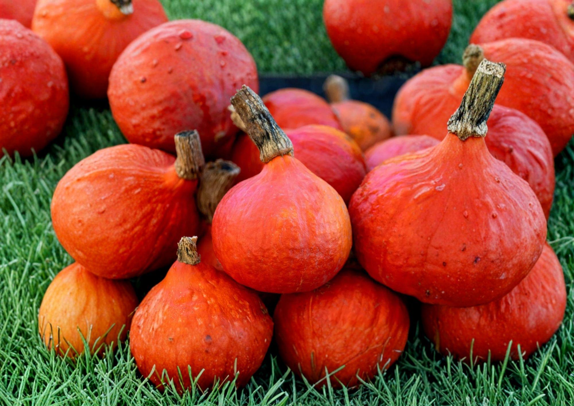 Japanese Red Kuri Squash Seeds, Heirloom Organic Uchiki Kuri, Winter Nutty Flavor, Garden Planting, Gourmet Cooking