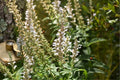 Dutchman's Breeches Bare Root Perennial – Dicentra cucullaria Native Shade Woodland Plant, Early Spring White Pink Flowers