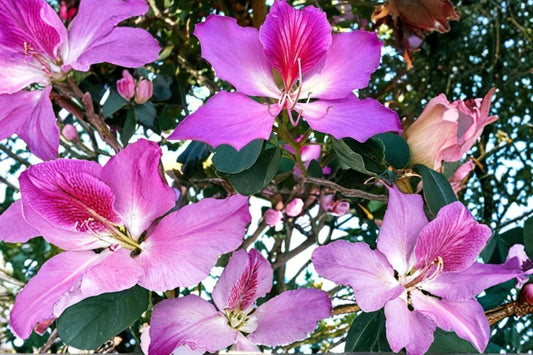 Purple Orchid Tree Seeds – Bauhinia purpurea, Deciduous Ornamental Tree with Large Purple Flowers, Tropical Landscape Plant