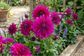 Purple Taiheijo Dinner Plate Dahlia Bulb Tuber Clump - Perennial Flowering Plant, Dahlia pinnata, Vibrant Purple Blooms