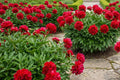 Peony Bulb Plant - Double Cranberry Red Flowers - Perennial Paeonia lactiflora