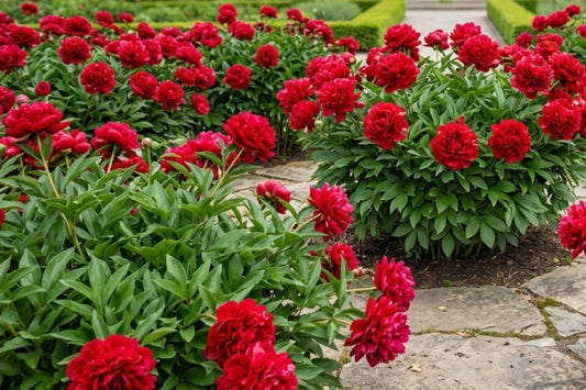 Peony Bulb Plant - Double Cranberry Red Flowers - Perennial Paeonia lactiflora