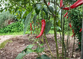 Cayenne Pepper Seeds Fiesta Blend Heirloom Organic Non-GMO Spicy Chili Mix for Garden Planting