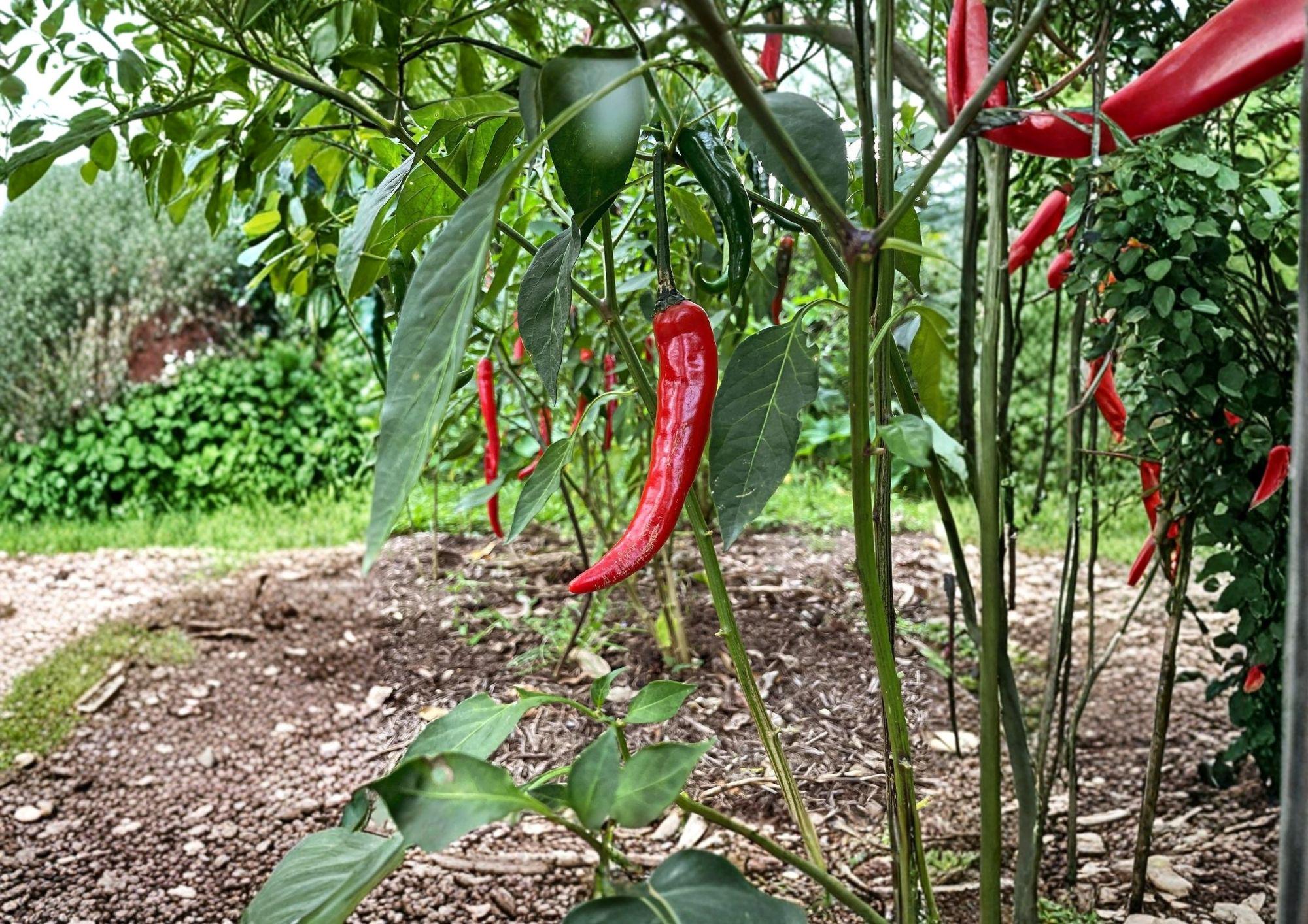 Cayenne Pepper Seeds Fiesta Blend Heirloom Organic Non-GMO Spicy Chili Mix for Garden Planting