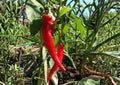 Large Red Cayenne Pepper Seeds, Heirloom, Hot Chili Seeds for Garden, Spicy High-Yield Planting, Capsicum annuum