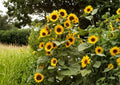 Black Oil Sunflower Seeds Heirloom Non-GMO for Bird Feed, Oil, Pollinators | Helianthus annuus