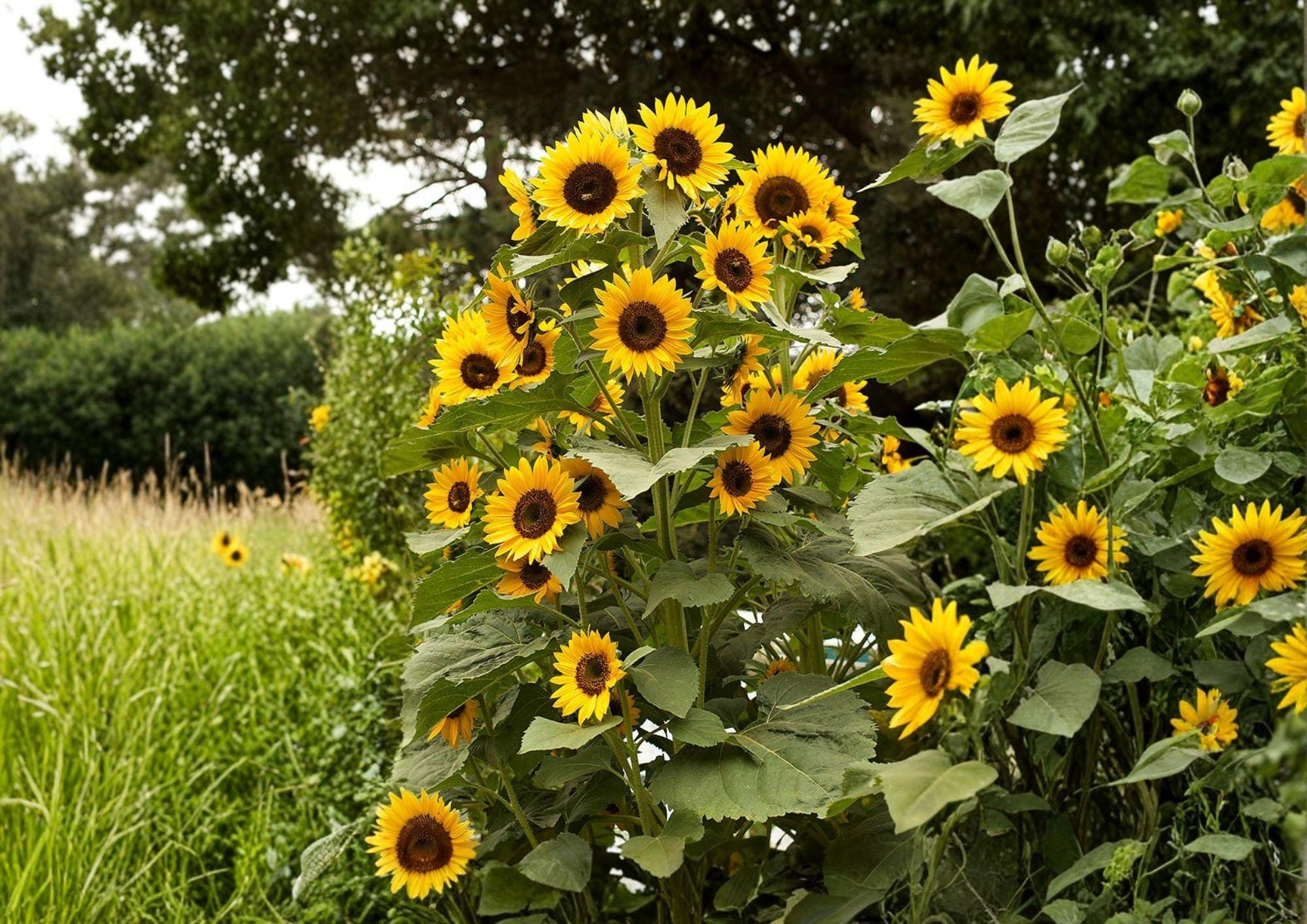 Black Oil Sunflower Seeds Heirloom Non-GMO for Bird Feed, Oil, Pollinators | Helianthus annuus