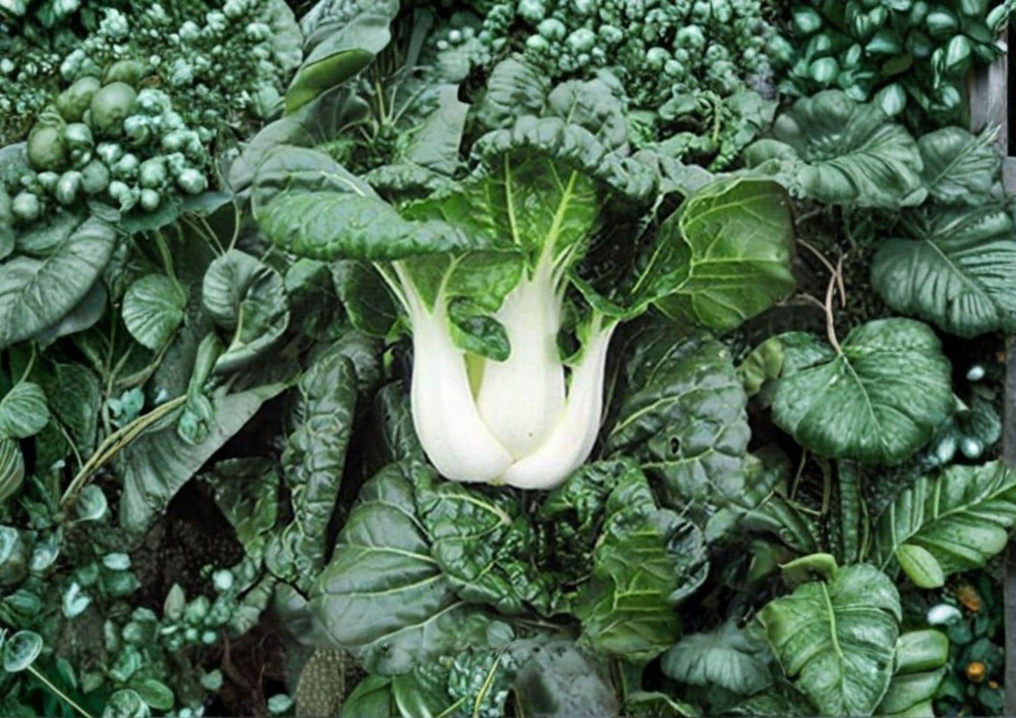 Pak Choi White Stem Seeds – Heirloom Non-GMO Chinese Cabbage for Garden, Asian Greens, Bok Choy, Brassica rapa